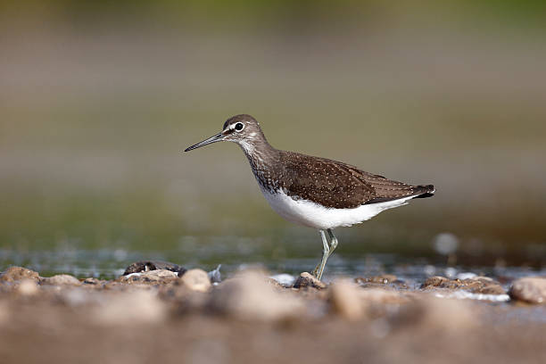 istock Green sandpiper, Tringa ochropus 464627227
