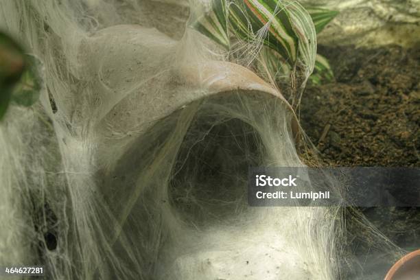 Spinnenhöhle Stock Photo - Download Image Now - Arachnid, Computer Network, Dirt