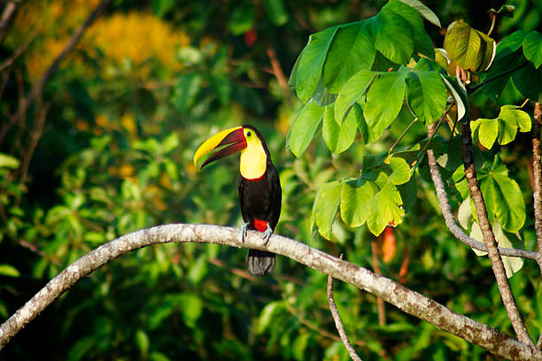 istock Keel-billed Toucan, Dominical, Costa Rica 464627838