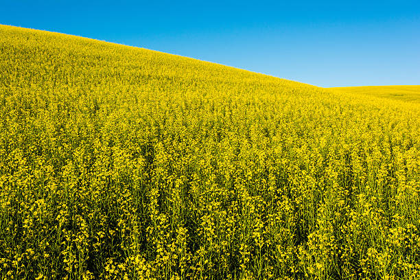 istock Rolling Field of Rapeseed 464627974