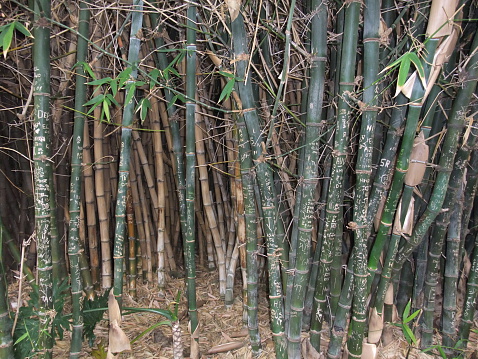 Green bamboo Trees in the background