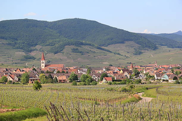 istock Vineyard of Alsace 464629591