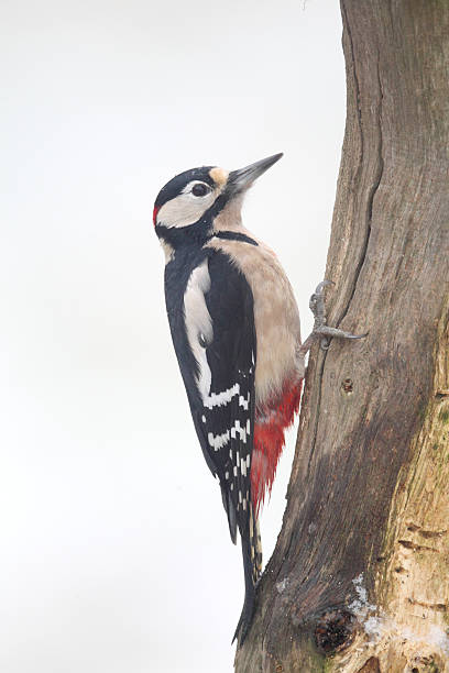 great-spotted woodpecker, dendrocopos głównych - dendrocopos zdjęcia i obrazy z banku zdjęć