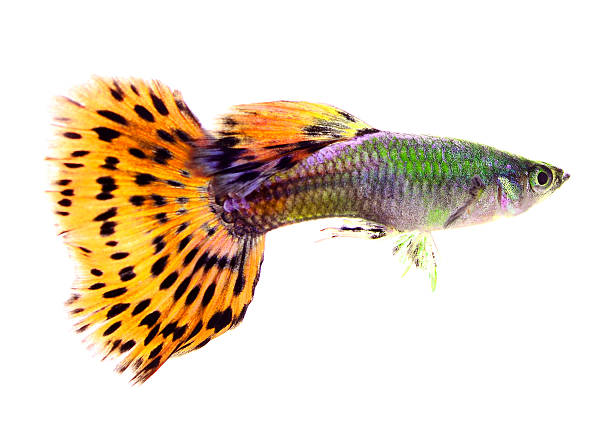 istock guppy fish isolated on white background 464630768