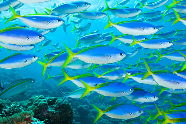 „Fishsoup“ – Large School of Yellow-and-Blueback Fusilier, Raja Ampat, Indonesia Big school of Yellow and Blueback Fusilier Caesio teres with some Blue and Gold Fusilier Caesio caerulaurea  yellowback fusilier stock pictures, royalty-free photos & images