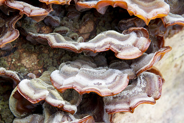 istock Wood Fungus (Auricularia mesenterica) 464630838