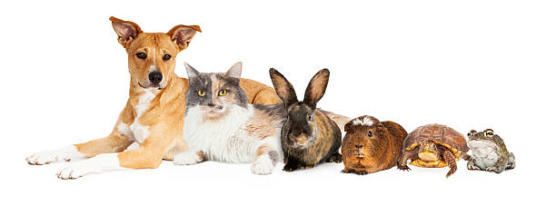 istock Row of Domestic Pets 464631160