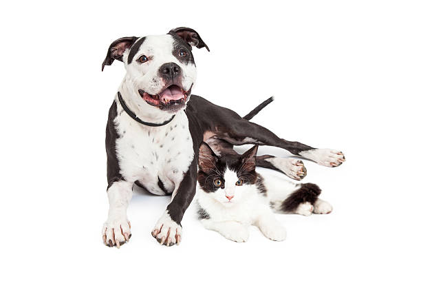 istock Happy Dog and Kitten Together 464631164