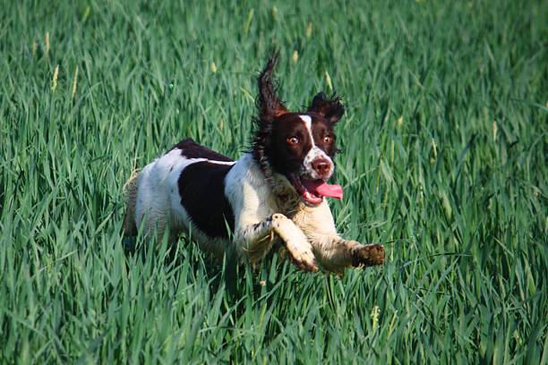 istock Working type english springer spaniel pet gundog in a field 464631486