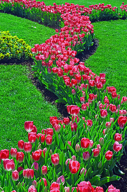 rosa bella tulipani in primavera - star tulip foto e immagini stock
