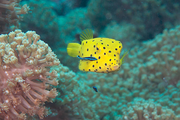 Juvenile yellow boxfish, cleaner wrasse stock photo