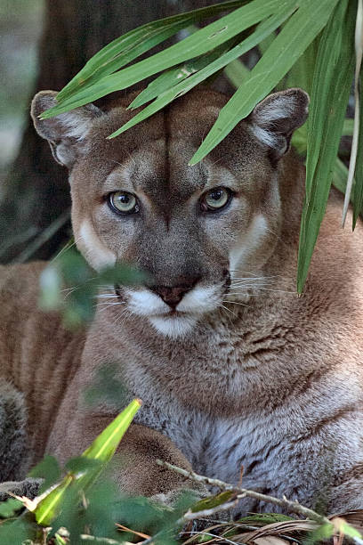Florida Panther 3 stock photo