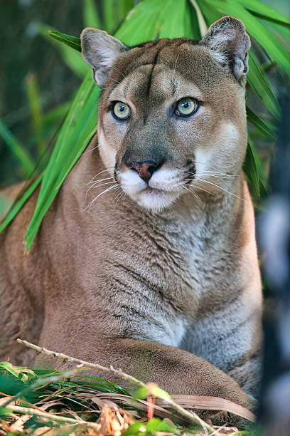 Florida Panther Stock Photos, Pictures & Royalty-Free Images - iStock