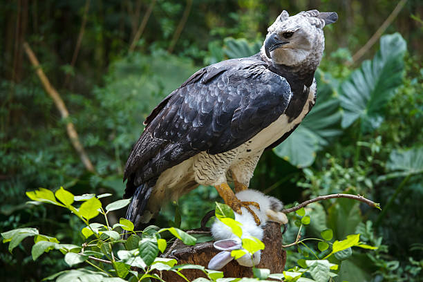 Harpy eagle with white rabbit in its talons Harpy Eagle ready to eat white bunny harpy eagle stock pictures, royalty-free photos & images