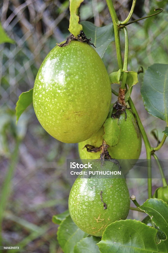 Fruta de la pasión - Foto de stock de Abierto libre de derechos