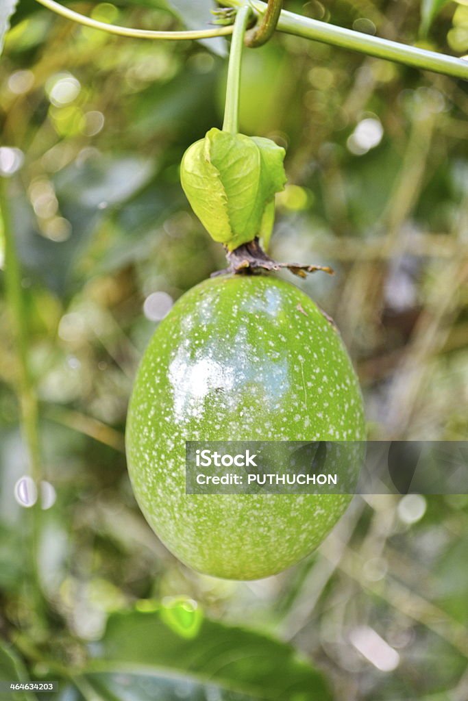 Passion fruit Passion fruit green fruit of Passiflora hid among the leaves Beauty In Nature Stock Photo