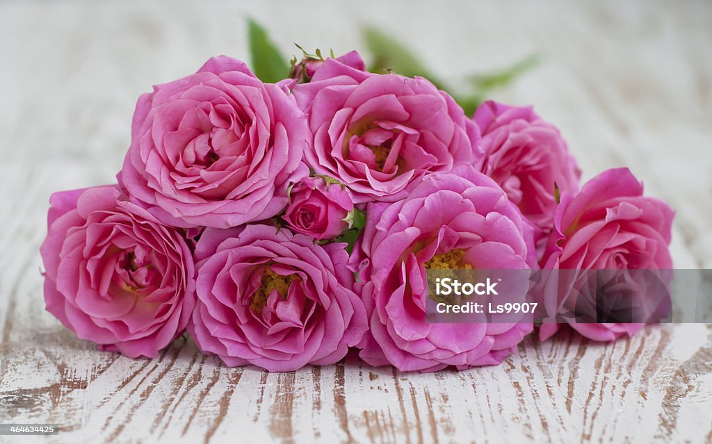 Pink roses Pink roses on  old white wooden background Beauty In Nature Stock Photo