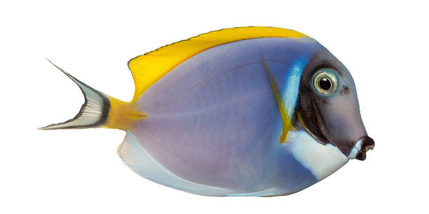 istock Side view of a Powder blue tang, Acanthurus leucosternon, isolate 464634637