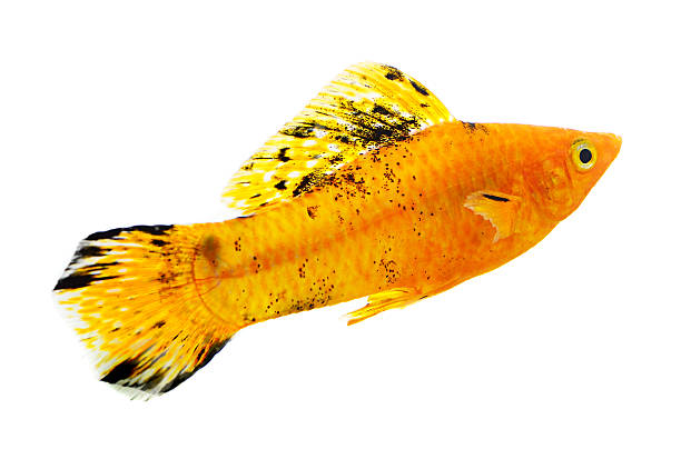 istock Molly fish isolated on white background 464634858