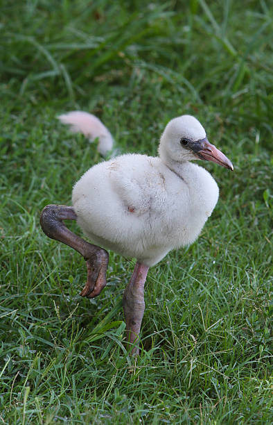 istock Baby Flamingo II 464635018