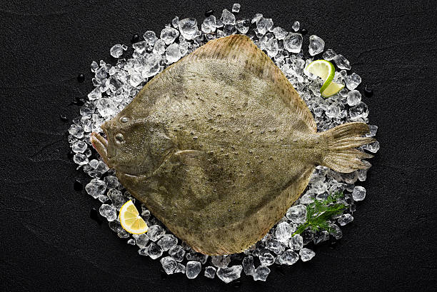 Fresh turbot fish on ice on a black stone table Fresh turbot fish on ice on a black stone table top view turbot stock pictures, royalty-free photos & images