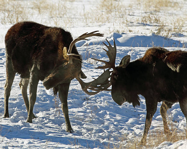istock Sub-adult Bull Moose Sparring 464636089
