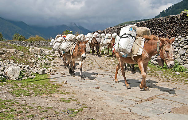 Donkey caravan in Nepal - Annapurna trekking