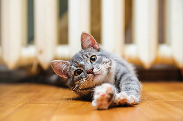 istock domestic lazy short-haired young whiskered cat lying and stretch oneself 464636330