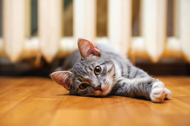 istock domestic lazy short-haired young whiskered cat lying and stretch oneself 464636370