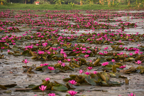 istock pink color fresh lotus flower blossom 464636418