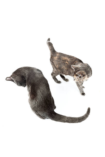 istock Two funny grey kittens isolated on white background. 464637099