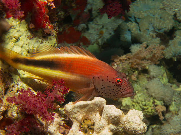 istock Paracirrhites Forsteri Fosters hawkfish 464638954