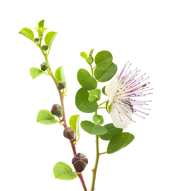 Caper Capers branches with flower and fruits  isolated on white caper stock pictures, royalty-free photos & images