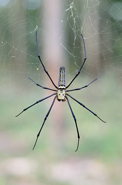 istock Golden SIlk Orb Weaving Spider waiting on her web. 464639368