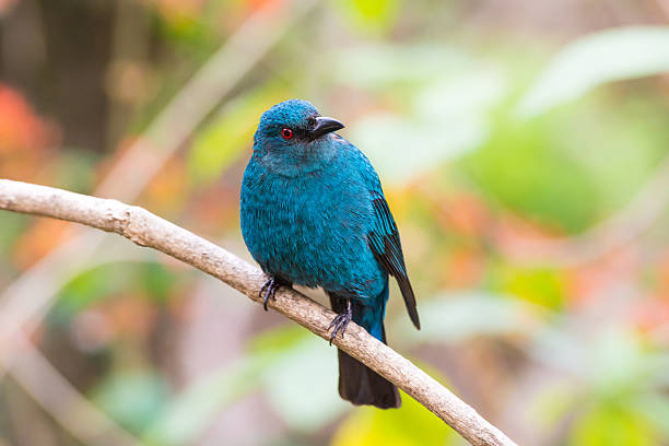 Common name : Asian Fairy Bluebird