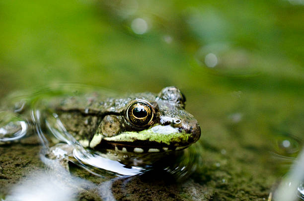 istock My friend, the frog 464639636