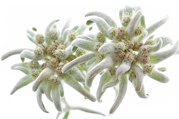 istock Blooming Edelweiss Flowers (Leontopodium alpinum) 464639649