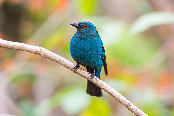 istock Female Asian Fairy-Bluebird (Irena puella) 464639670