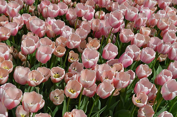 tulipany na wiosnę pole - star tulip zdjęcia i obrazy z banku zdjęć
