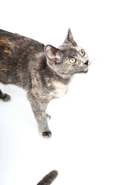 istock Grey kitten isolated on white background. European short hair. 464640041