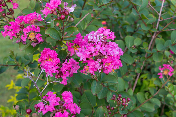 istock pink Lagerstroemia speciosa flowers 464640080