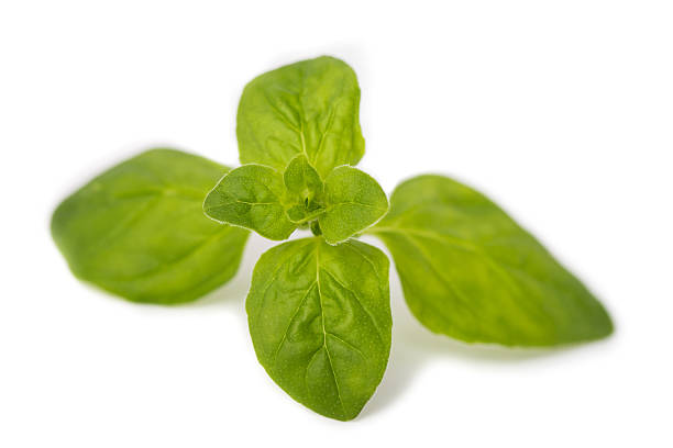 istock sprig of fresh oregano 464640222