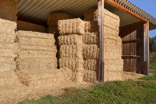 istock Storing hay balls in autumn 464642297