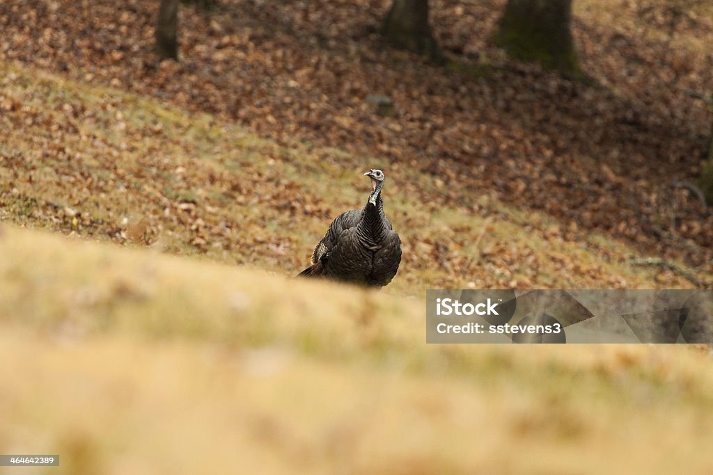 Dindon sauvage - Photo de Tennessee libre de droits