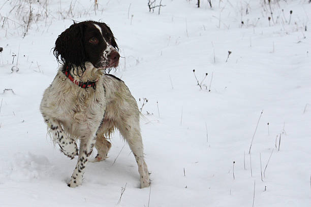 istock Working springer spaniel pet gundog playing in the snow 464642984