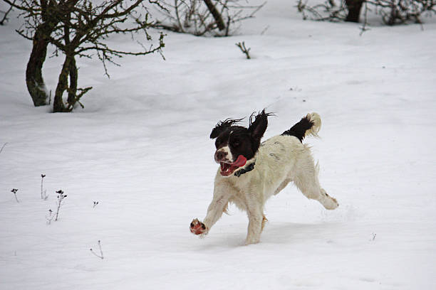 istock Working springer spaniel pet gundog playing in the snow 464643002