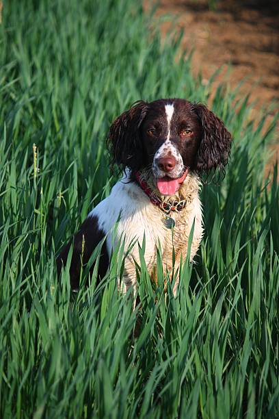 istock Working type english springer spaniel pet gundog in a field 464643080