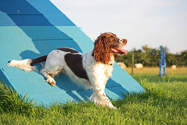 istock cute liver and white working type english springer spaniel pet 464643082