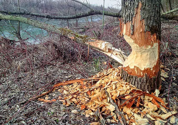 Thick tree trunk at the riverside, which was gnawed by a beaver.