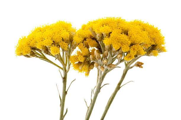 istock A close-up of three helychrysums 464644028